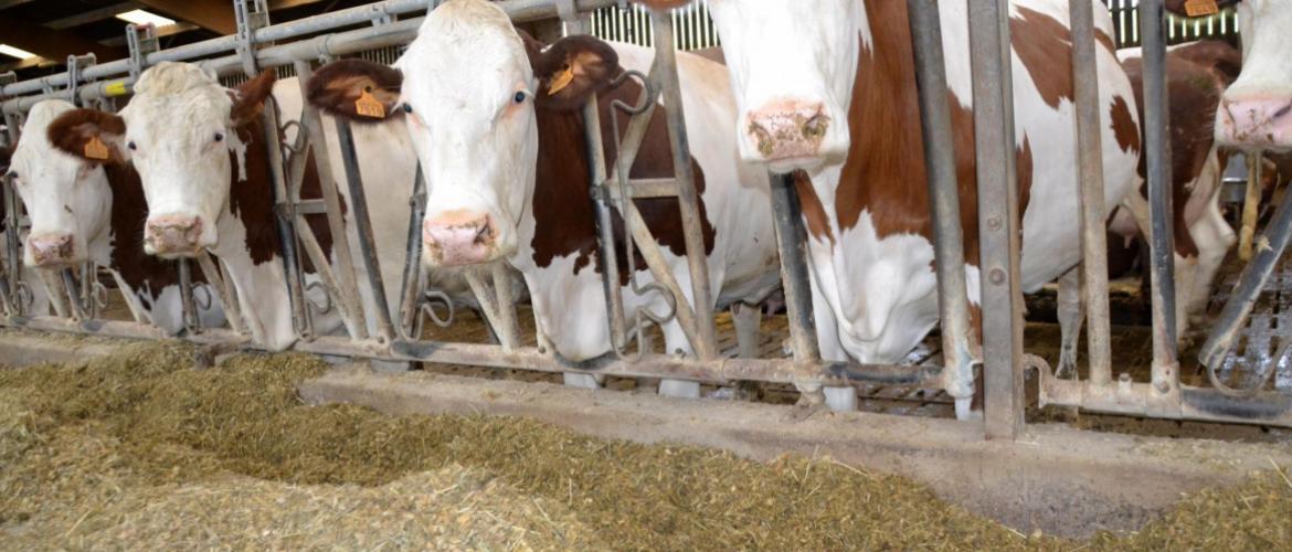 Les proportions de fibres digestibles et d’amidon d’un maïs fourrage déterminent son profil énergétique. Crédit photo : A.Coronel