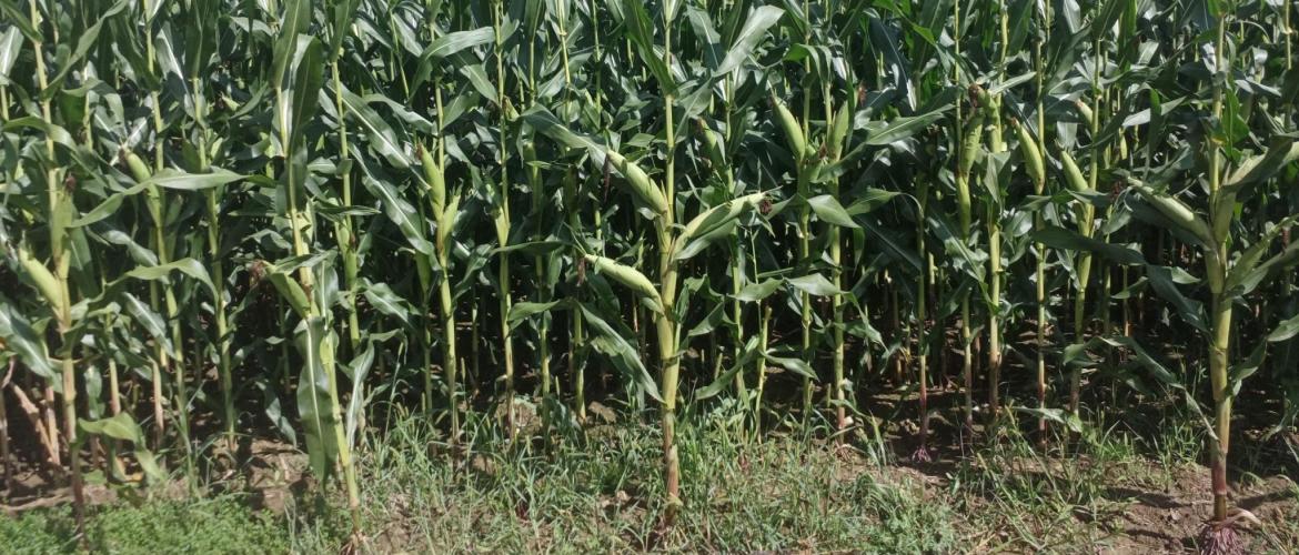 La période des ensilages de maïs débute, avec de belles parcelles là où la structure du sol était correcte.