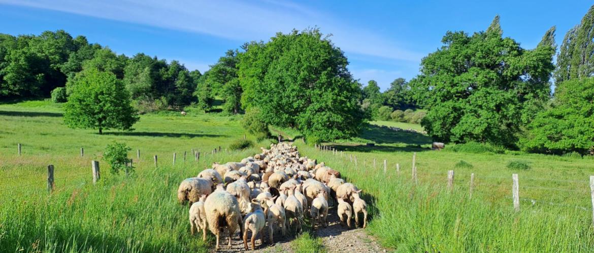 Les résistances des strongles aux antiparasitaires imposent des changements de pratiques. Crédit photo : CIIRPO