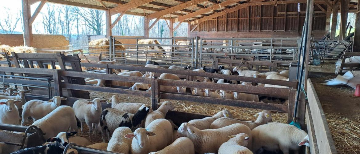 Le bardage n’est pas indispensable, lorsque les animaux logés sont des adultes ou des agneaux sevrés. Crédit photo : CIIRPO
