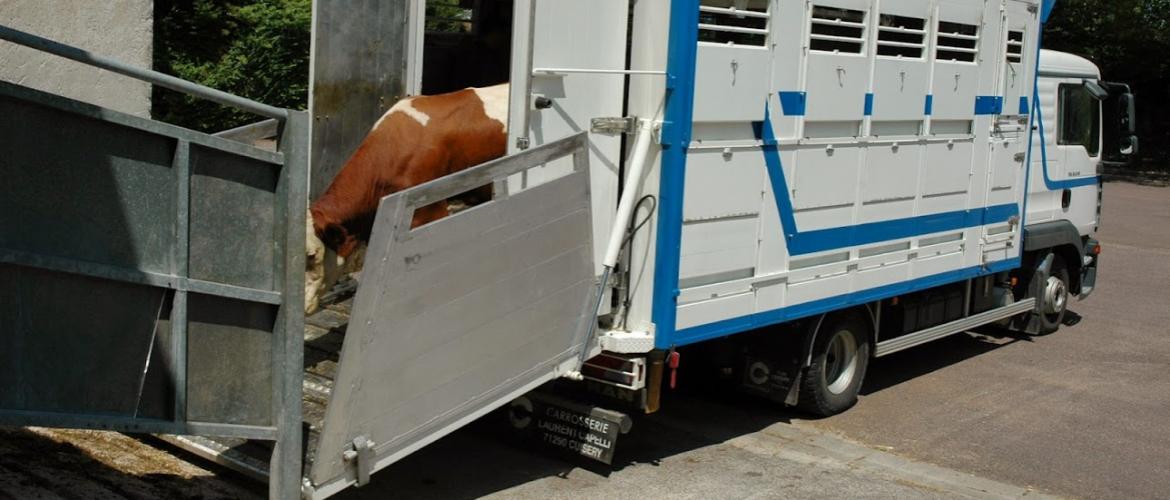 Le zonage DNC fait peser des contraintes importantes sur les déplacements et la commercialisation des animaux vivants... Crédit photo : AC