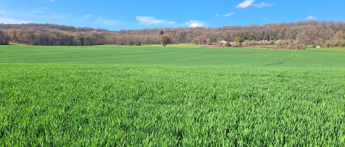 Des parcelles semées fin septembre atteignent déjà le stade 1 nœud. Crédit photo : Emeric Courbet/CA70