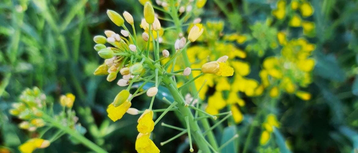 "Il ne faut pas perdre de vue que le colza a d’énormes capacités de compensation, pour peu que les conditions météorologiques redeviennent favorables". Photo : DR "Il ne faut pas perdre de vue que le colza a d’énormes capacités de compensation, pour peu que les conditions météorologiques redeviennent favorables". Photo : DR