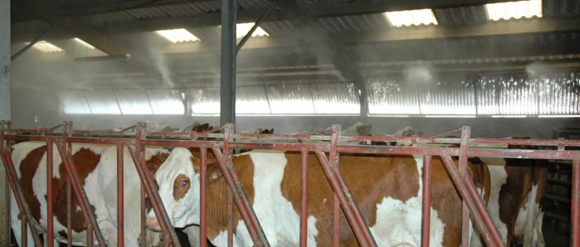 Face au stress thermique, la ventilation mécanique et la brumisation viennent souvent à l'esprit : pas en première intention, conseille Louise Bertolini, qui préconise de travailler d'abord sur les fondamentaux du confort et de la ration. Crédit photo:AC