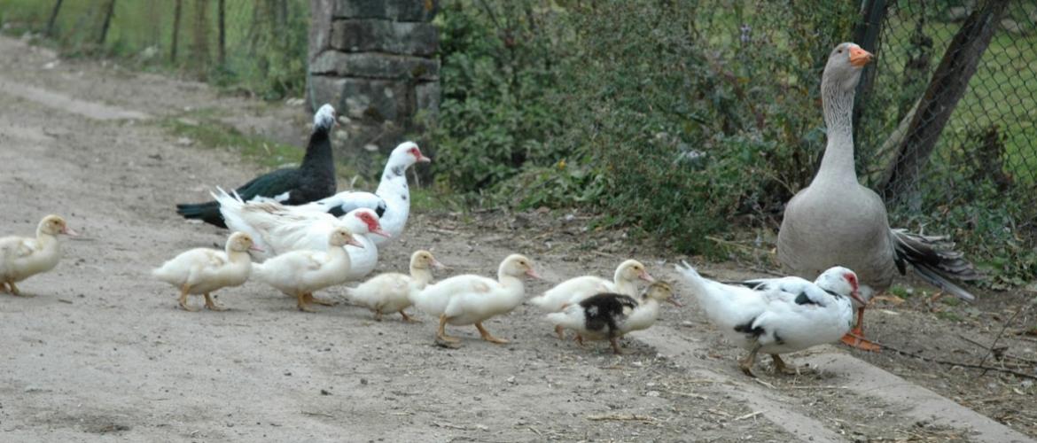 Les particuliers qui détiennent des volailles sont aussi astreints aux mesures de confinement réglementaires en vigueur. Crédit photo : AC