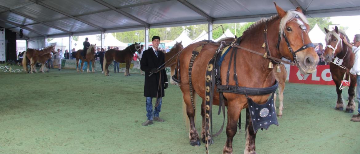 Le cheval comtois est une figure emblématique du festival de l'élevage. Crédit photo : A.Coronel Le cheval comtois est une figure emblématique du festival de l'élevage. Crédit photo : A.Coronel