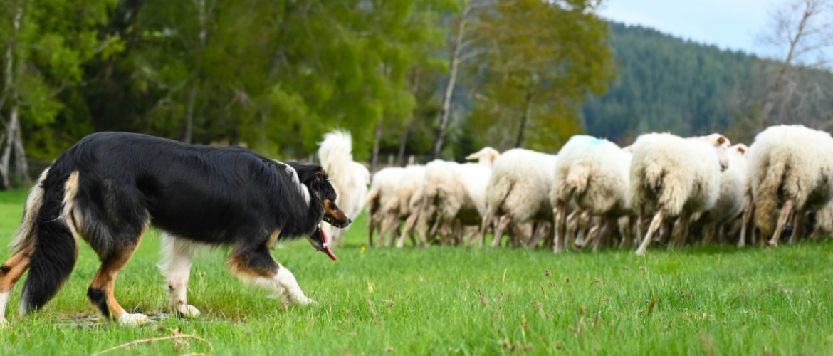 Le test CANIDEA Idele identifie les chiens faciles à éduquer au troupeau. Crédit photo : Vincent Jacquinet