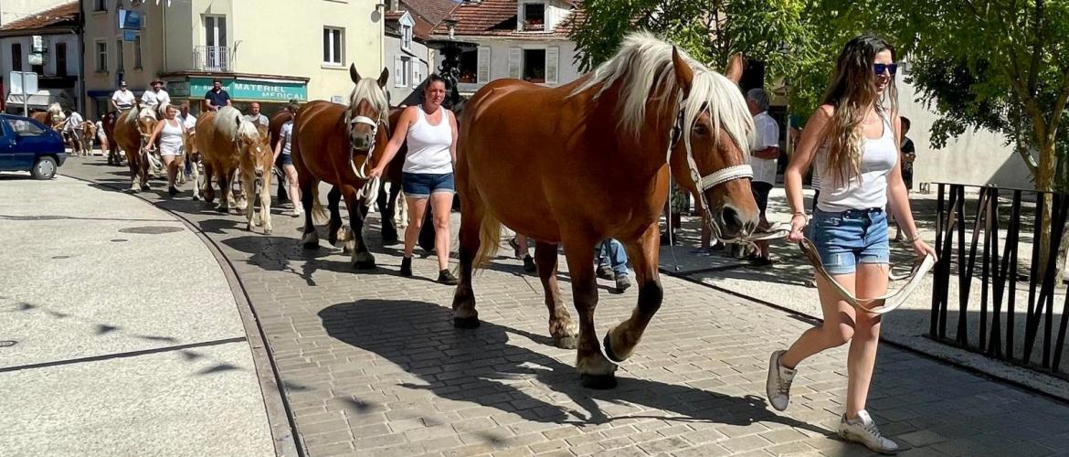 Cavale Comtoise le grand rendez-vous haut-saônois du cheval comtois aura lieu les 5 et 6 août prochains à Jussey.