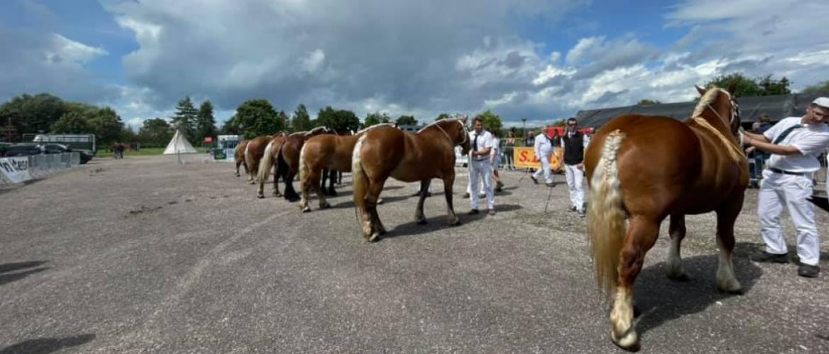 La qualification pour le concours de Maîche est un des enjeux de la Cavale comtoise. 