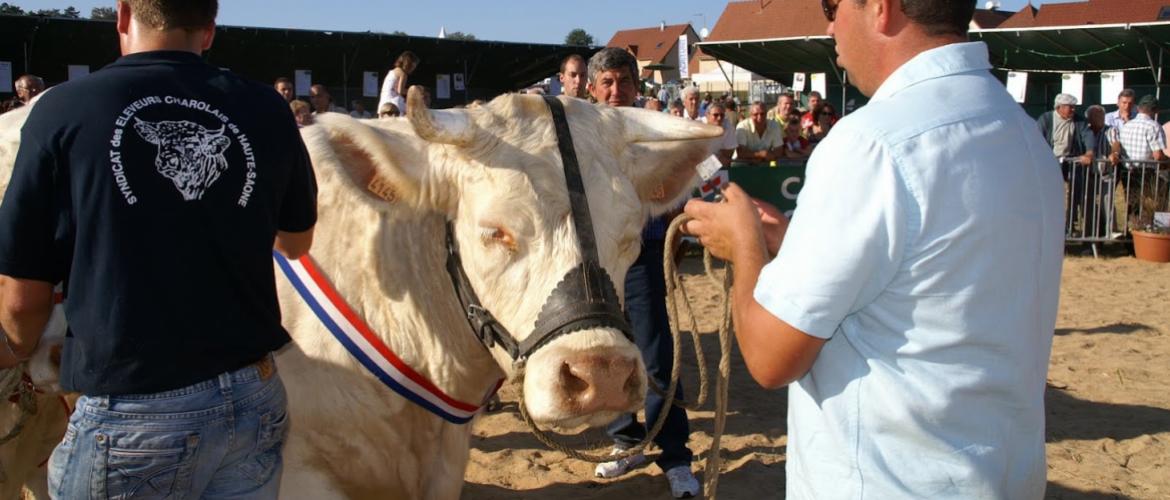 La fine fleur de l’élevage charolais de Haute-Saône est attendue à Francourt.