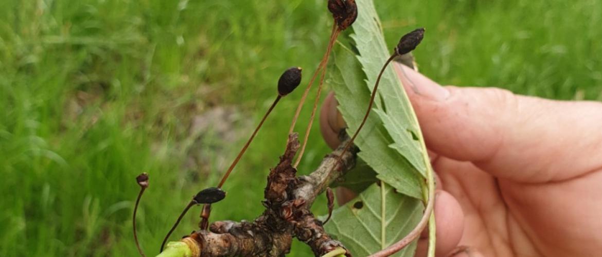 Les petites cerises à peine formées ont été grillées par le gel. Crédit photo : A.Lacroix/Fdsea70