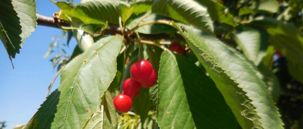 Un bon ensoleillement et de la chaleur permettent d’obtenir un taux de sucre élevé, lors de la maturation du fruit. Crédit photo : AC