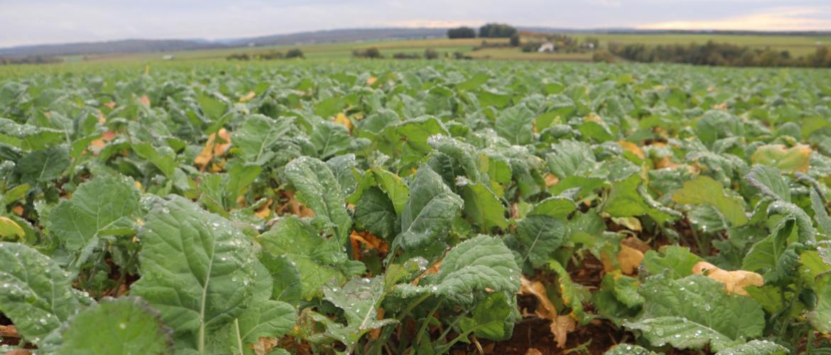 Avec l'arrivée des premiers froids significatifs, la croissance des colza s'arrête. Crédit photo : Terres inovia