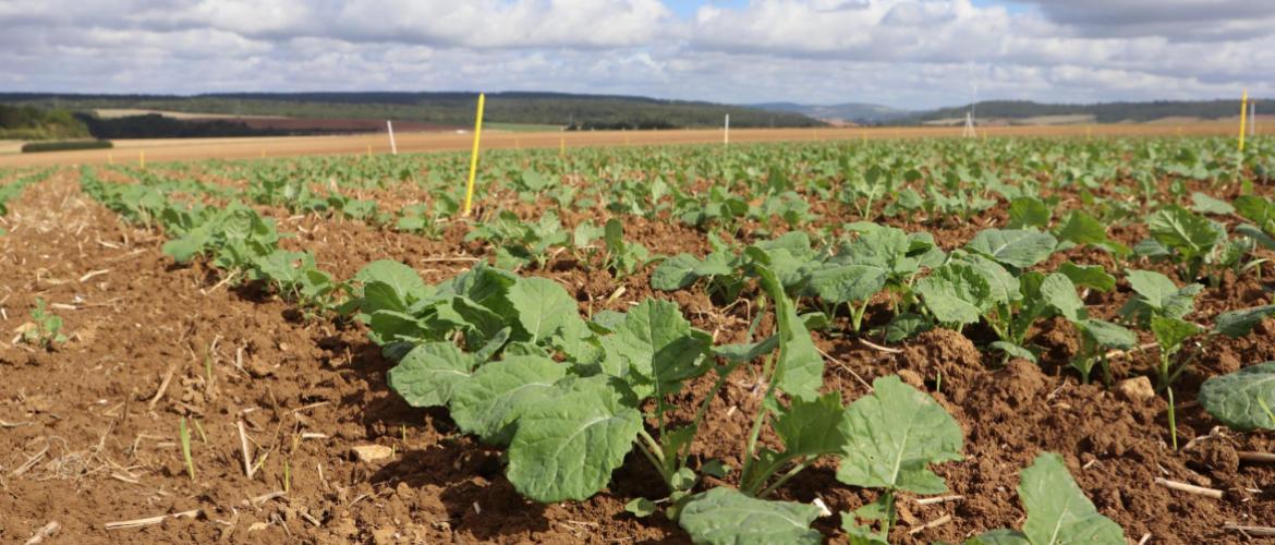 L’azote minéral apporté à l’automne est bien valorisé par la culture et n’aggrave pas les fuites de nitrates dans l’eau, d'après les essais conduits par Terre inovia.  Crédit photo : Clarisse Guiziou-Jaouen - Terres Inovia .