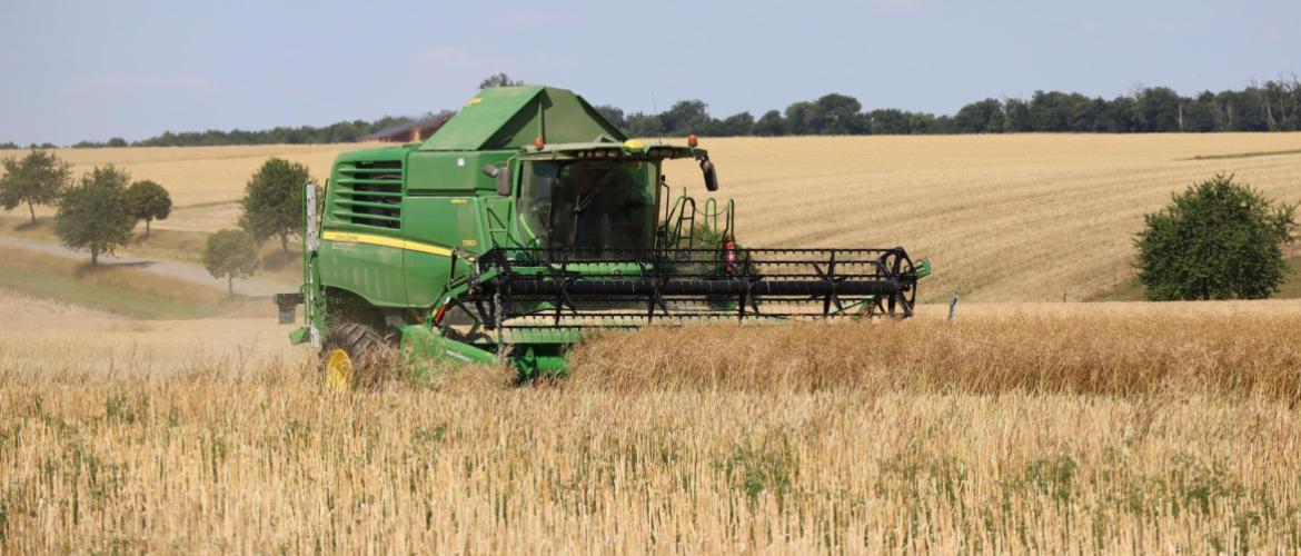Les parcelles de colza approchent de la récolte, et les températures exceptionnellement chaudes de ces derniers jours devraient accélérer la maturité. Crédit photo : Terres innovia