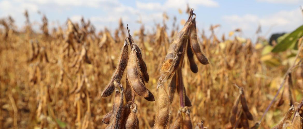Soja prêt à être récolté - Crédit photo : C. Guiziou-Jaouen - Terres Inovia