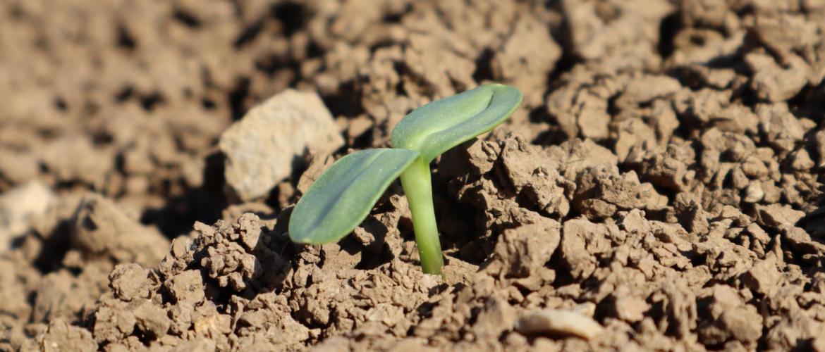 Si le changement climatique entraine une augmentation des pluviométries hivernales, les interventions profondes, pour restructurer le sol durant l’été et complétées par le semis d’un couvert végétal, seront à favoriser. Crédit photo : Terres inovia