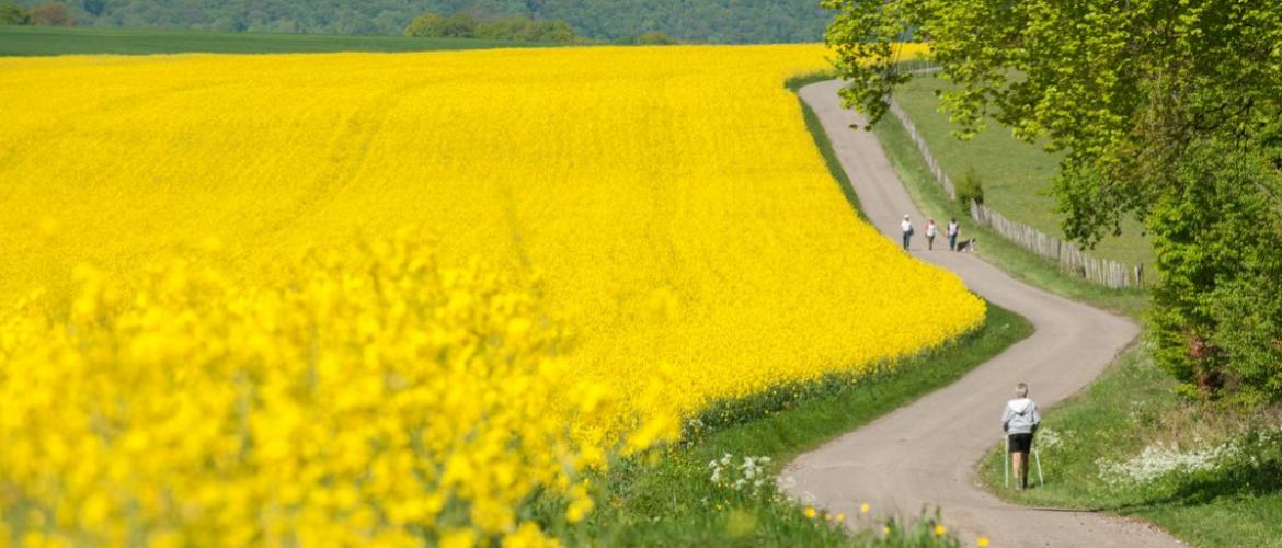 Les fleurs de colza sont très attractives pour les insectes mélifères, dont les abeilles...