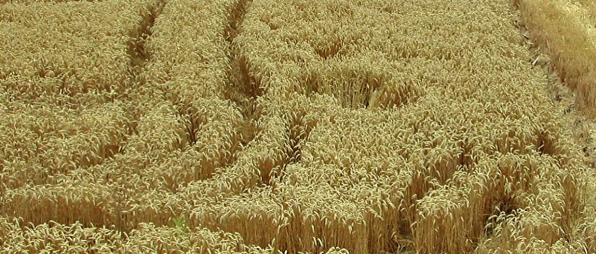 Cette campagne 2024 a été décevante en termes de résultats, notamment sur les blés et les orges. Crédit photo : A.Coronel