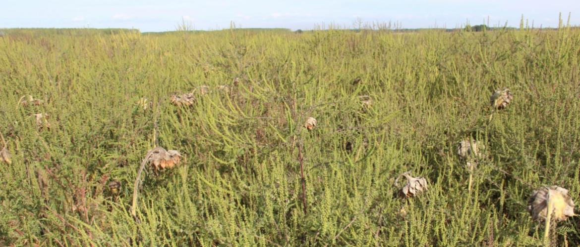 Cette culture de tournesol infestée d'ambroisies au stade grenaison, en bordure de la D475 au sud de Pesmes est une véritable bombe à retardement. Crédit photo : A.Coronel