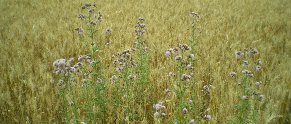 Les printemps humides favorisent l’extension des chardons par voie végétative.