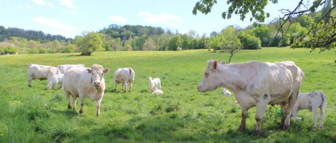 Depuis le printemps 2026, la FNB alerte au sujet de la baisse des prix d'achat des bovins, alors que les fondamentaux du marchés sont bons. Crédit photo : A.Coronel
