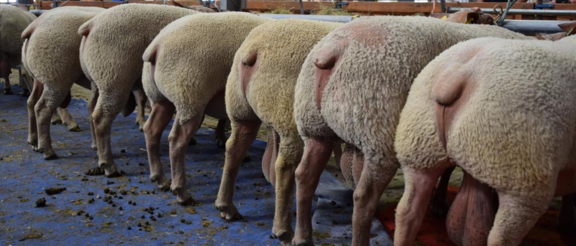 Les meilleurs spécimens de la race ovine charollaise seront réunis à Charolles les 3 et 4 août prochain. Crédit photo : EA71