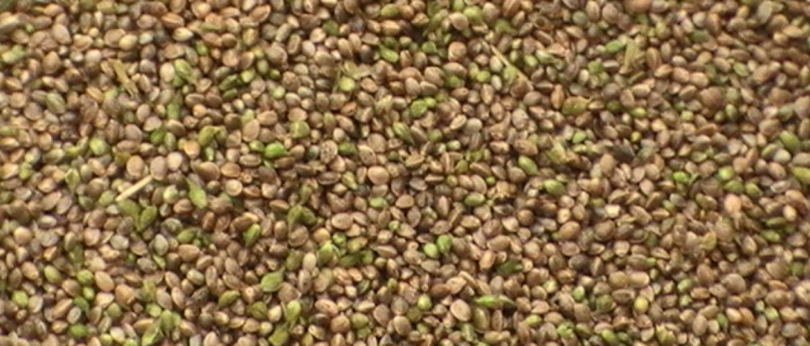 Les récoltes devrait débuter début/mi août, donc une publication prochainement serait idéale. Crédit photo : Louis-Marie Allard de Terres Inovia 