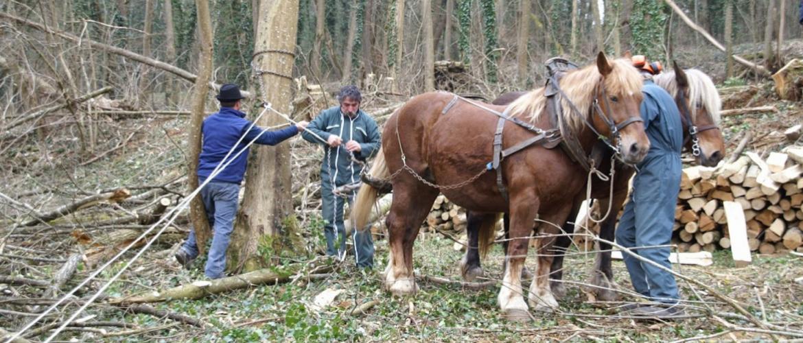 Chevaux comtois utilisés pour le débardage en forêt. Crédit photo : A.Coronel