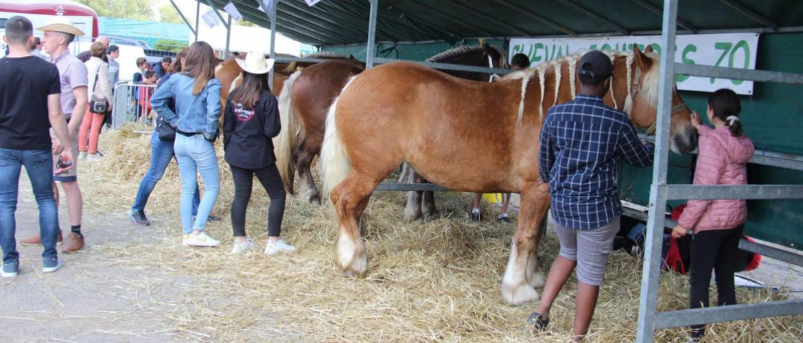 Le Syndicat des Éleveurs de Chevaux de Trait de Haute-Saône s’investit tout au long de l’année dans divers salons et foires. Crédit photo : A.Coronel Le Syndicat des Éleveurs de Chevaux de Trait de Haute-Saône s’investit tout au long de l’année dans divers salons et foires. Crédit photo : A.Coronel
