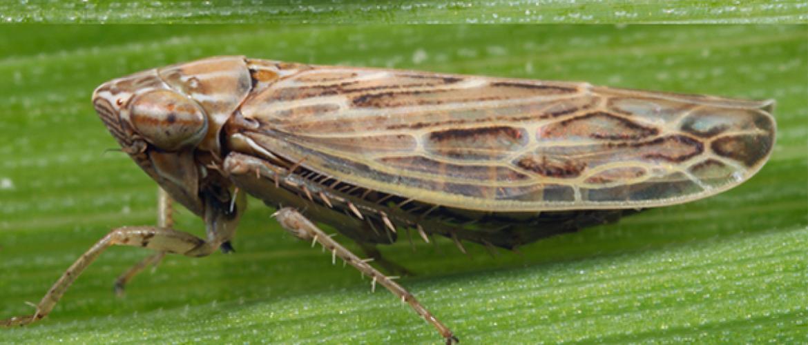 Les cicadelles de l’espèce Psammotettix alienus transmettent les virus de la maladie des pieds chétifs en piquant les graminées. Crédit photo : FMCAgro.
