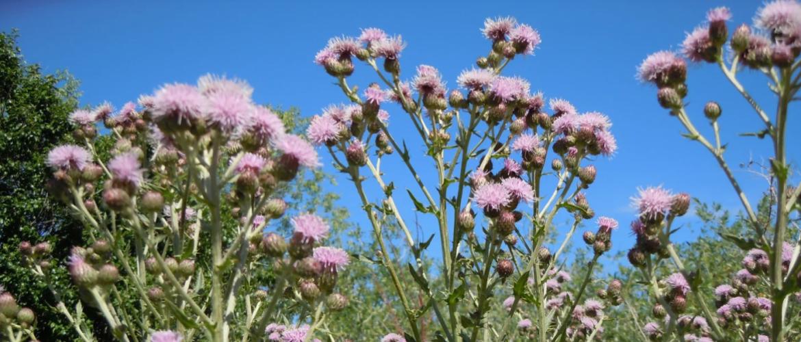 Les caractéristiques botaniques du chardon des champs, notamment sa capacité de colonisation rapide, en font une adventice problématique pour les agriculteurs.