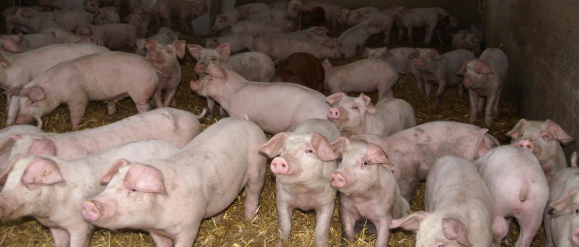  Les porcs nés et élevés en Franche-Comté méritent une meilleure valorisation, c’est le gage de la pérennité des filières sous signe de qualité.