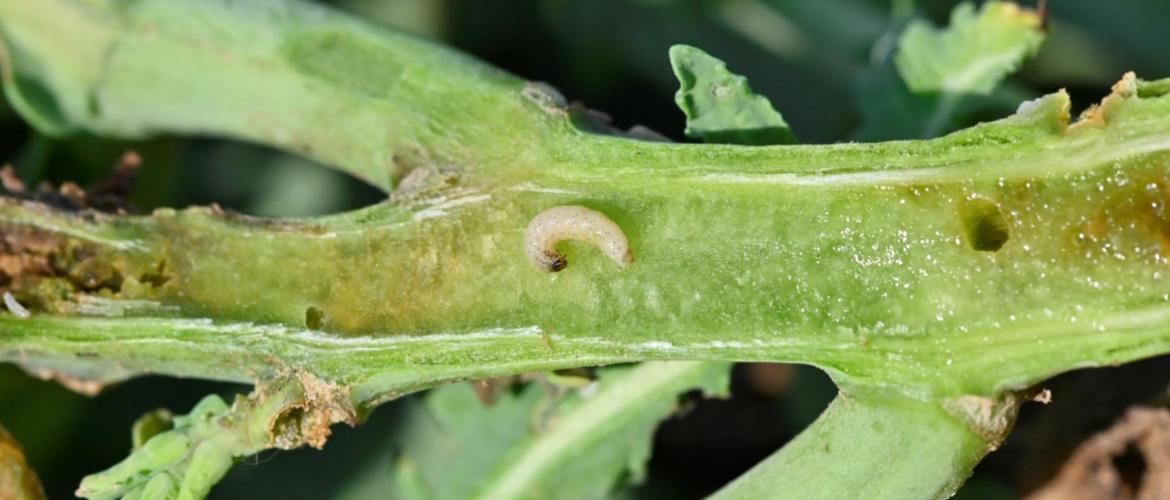 Au début de leur vie, les larves de grosses altises sont relativement mobiles et s’introduisent par la face supérieure des pétioles des feuilles. Crédit photo : L.Jung
