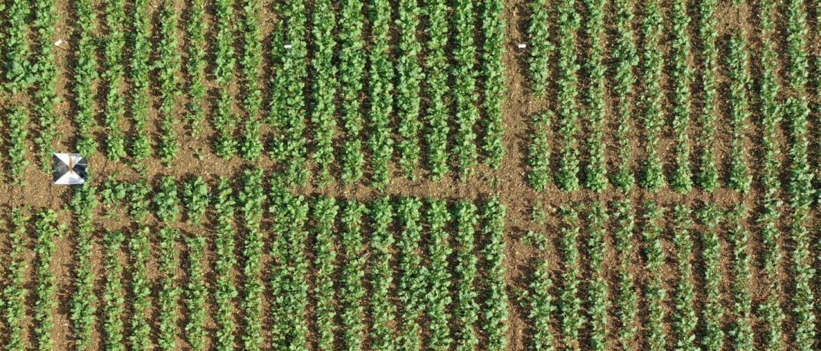 Les photographies par drone permettent de comparer la vigueur des différentes variétés de colza. Crédit photo : Terres inovia