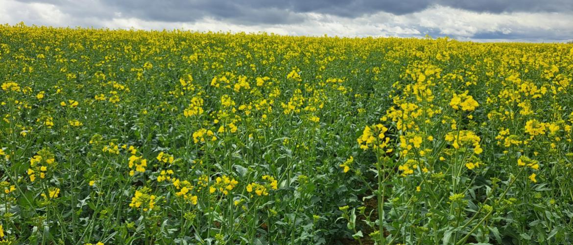 La floraison du colza est moins explosive cette année, dans la plupart des parcelles. Crédit photo : Emeric Courbet