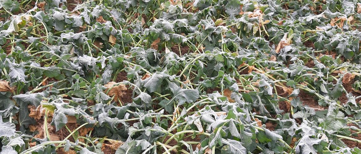Les gelées de la mi-janvier ont porté un coup d arrêt aux croissances végétatives des colzas d hiver. Crédit photo : Emeric Courbet