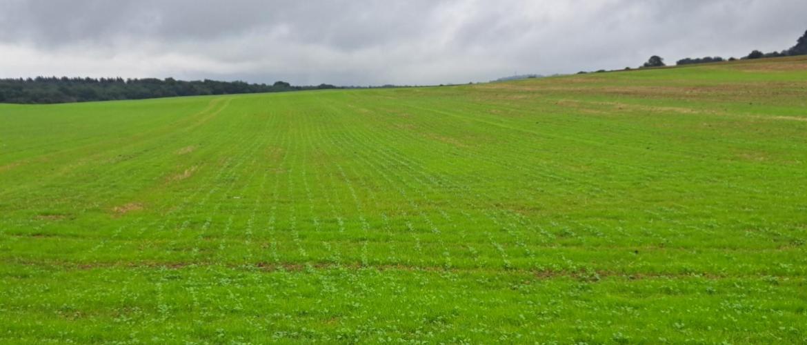 Avec les vulpins, les ray-grass sont les adventices les plus citées comme problématiques par les agriculteurs enquêtés.