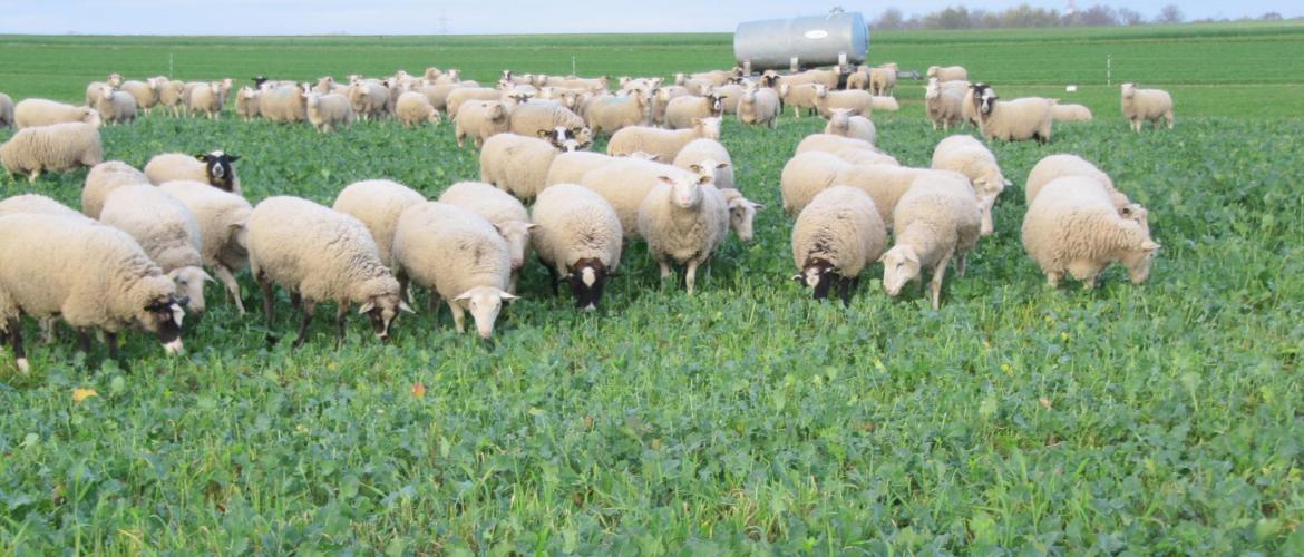  Les brebis économisent du temps et de la main d’œuvre. Crédit photo : M. Floquet