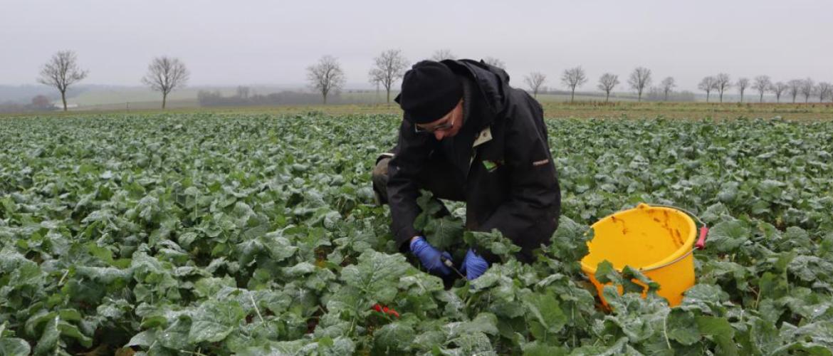 Cette automne les colzas ont bénéficié de bonnes conditions : c'est le moment de procéder aux pesées de biomasses à l'entrée d'hiver. Crédit photo : Terres inovia