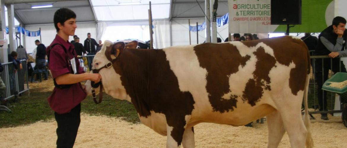 Les éleveurs du Centre d'élevage de Rioz-Montbozon organisent avec la MFR de Montbozon, une présentation bovine les 5 et 6 avril 2024