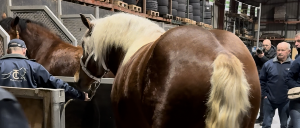 Si les bovins brillent par leur absence au SIA cette année, les chevaux comtois, eux, seront sous les projecteurs. 