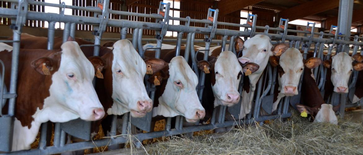 L’observation attentive des animaux permet de détecter précocement les premiers symptômes caractéristiques de la FCO et de déployer rapidement des mesures vétérinaires pour atténuer les effets de la maladie.