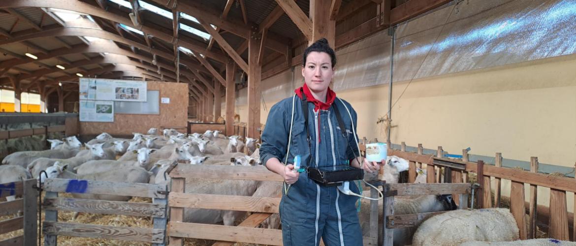 Les constats de gestation, une intervention clef cette année. Crédit photo : CIIRPO