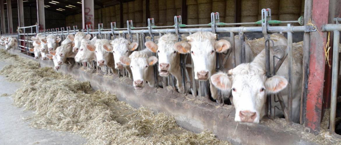 131 nouvelles communes de Haute-Saône passent en zone règlementée, suite au cas de DNC de Pouilley-Français. Crédit photo : AC