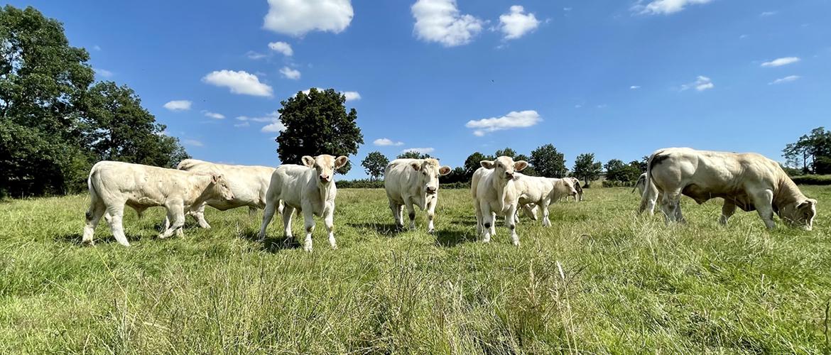 ELVEA Franche-Comté propose à ses adhérents des solutions et services notamment les filières qualité, la Chartes des bonnes pratiques ou encore le diagnostic Carbone (CAP’2ER).