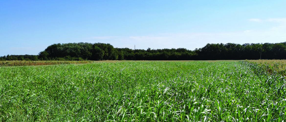Les bénéfices agro-environnementaux des couverts d'interculture sont multiples, et appréciables dans tous les types d'agriculture. Crédit photo : Terres innovia