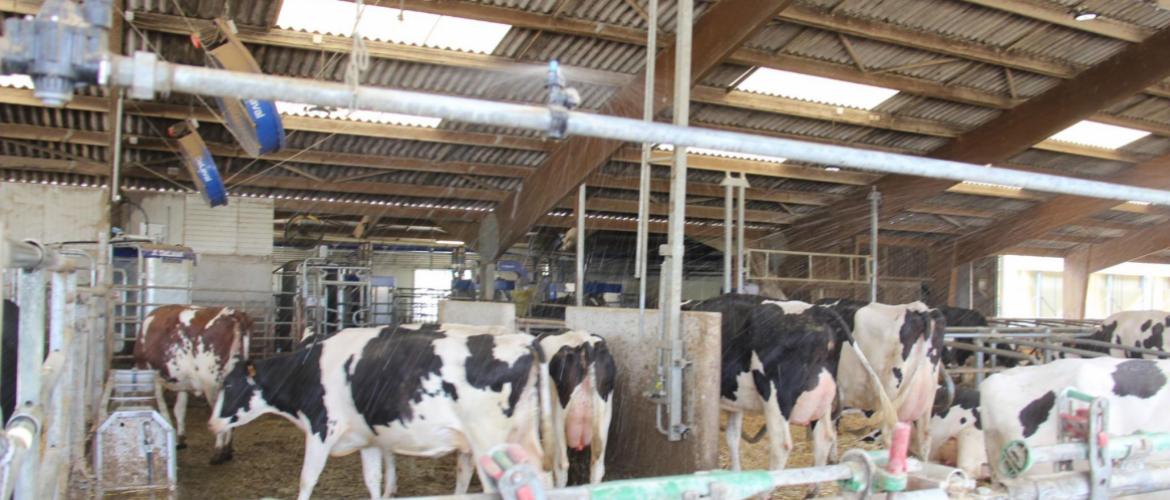 La projection de grosses gouttelettes d'eau sur le dos des vaches, suivie d'un séchage rapide, permet d'abaisser efficacement leur température corporelle. Crédit photo : A.Coronel