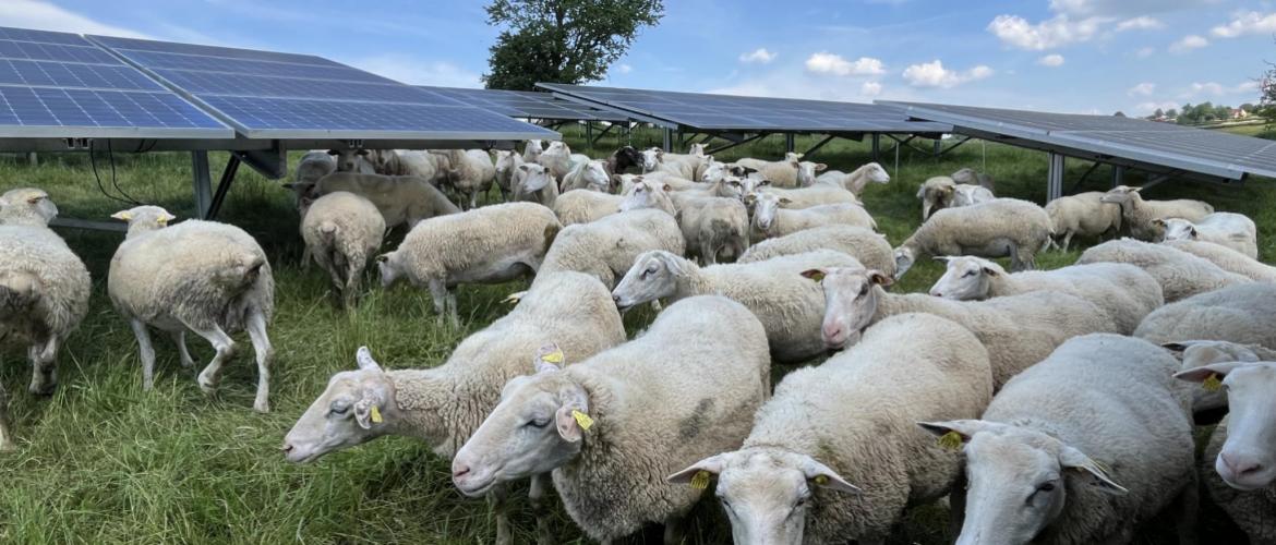 Une parcelle recevant des panneaux photovoltaïques produit un peu moins d’herbe, mais la qualité est meilleure et la production plus persistante dans l’année. Crédit photo Coline Gouttenoire. 