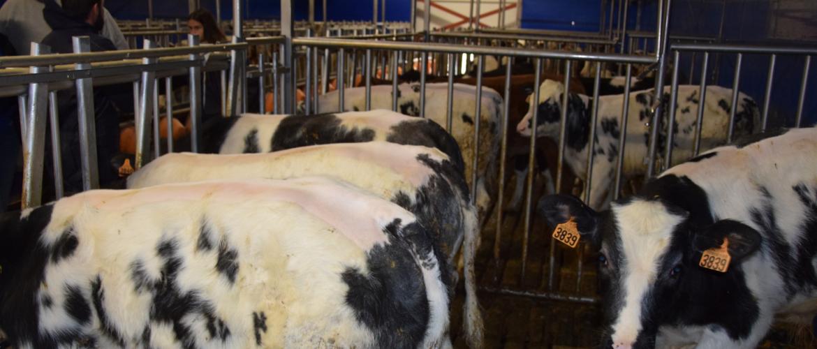 Les veaux de race holstein, de conformation « O, P » sont destinés à la restauration collective, au piécé et à la transformation. Les veaux montbéliards et croisés (charolais, blanc bleu belge), conformés « R, U », vont à des bouchers. CP : Marc Labille